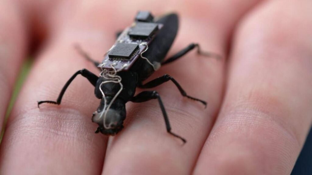 Cyborg cockroach equipped with camera and miniature medical injector for disaster rescue
