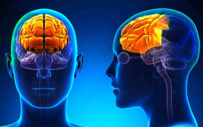 Illustration of the human prefrontal cortex