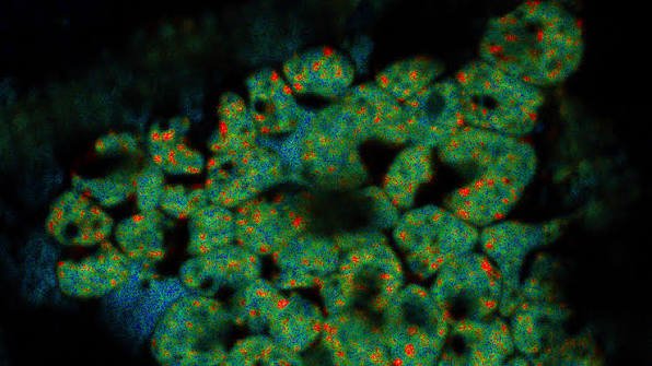 AI virtual cell and biological modeling

