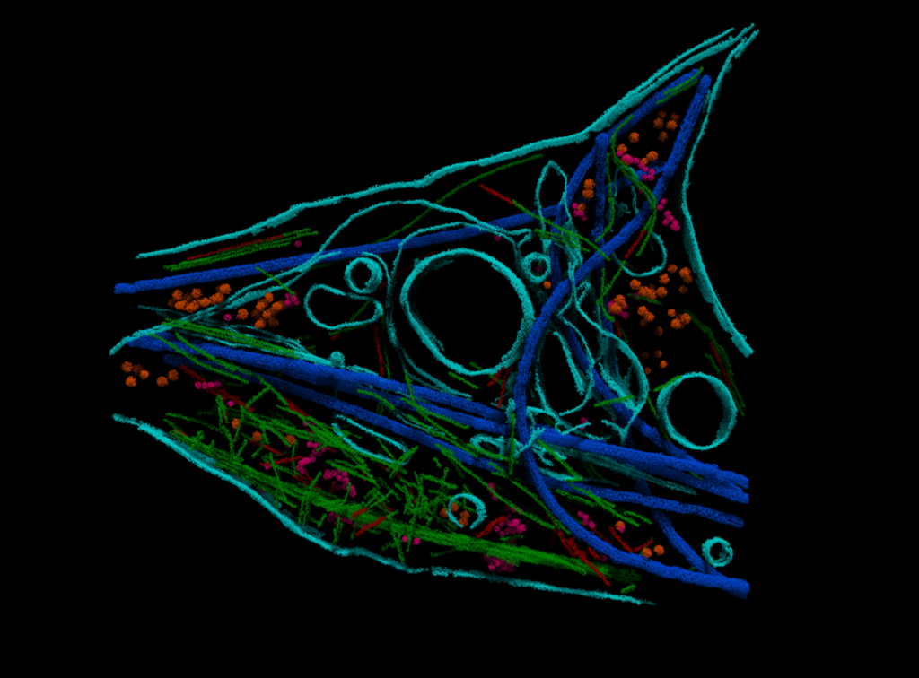 AI virtual cell and biological modeling